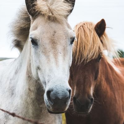 Close-up of 2 horses at Equestrian Center near Falkensteiner H.