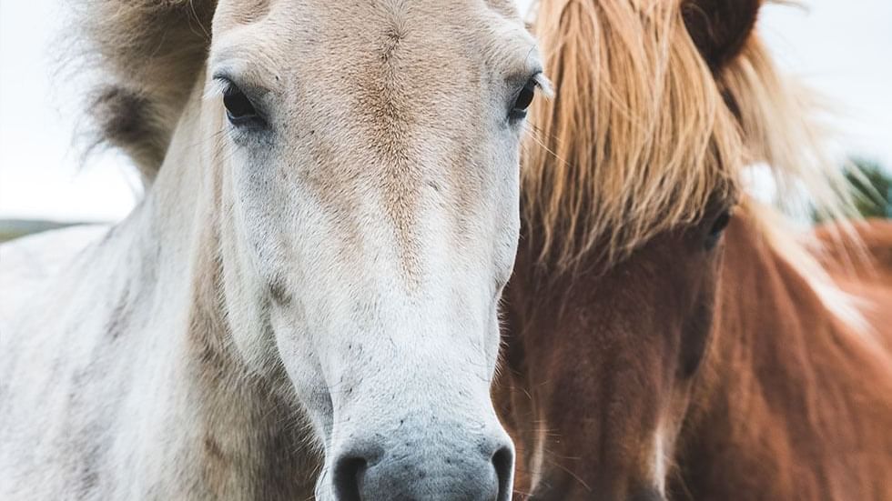 2 horses in Alpine Equestrian Center near Falkensteiner Hotels