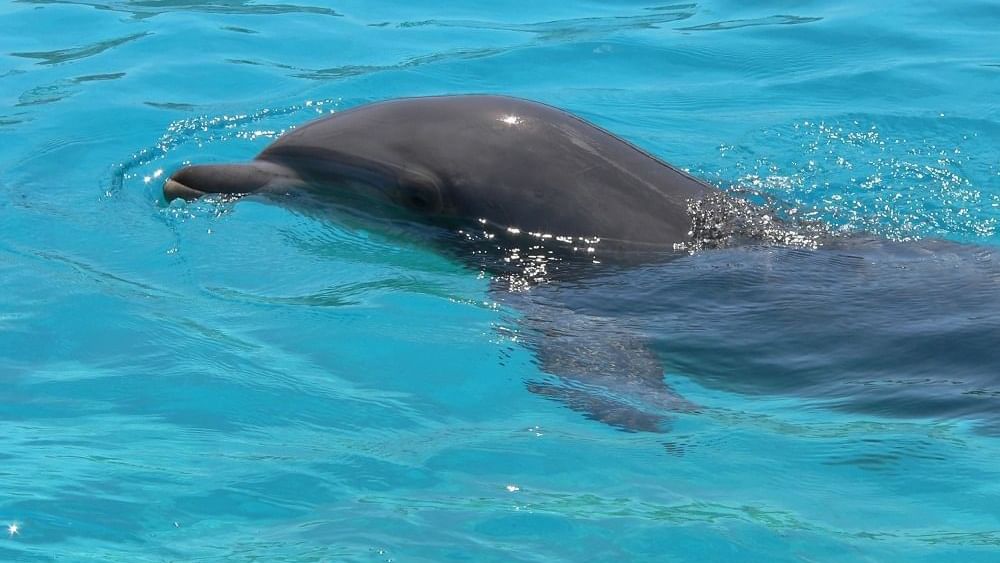 Closeup of a Dolphin fish at Marineland near Originals Hotels