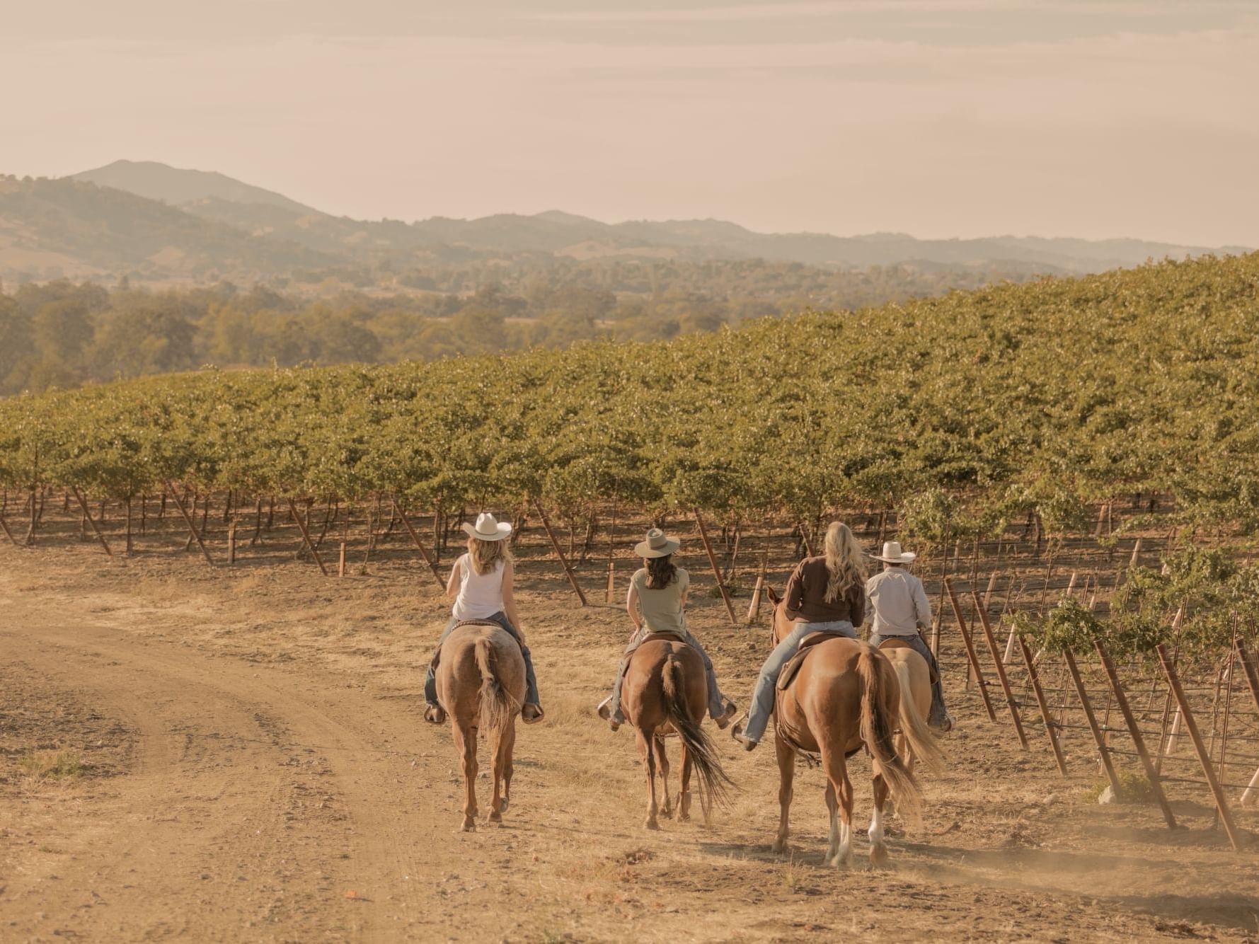 People riding horses through a vineyard