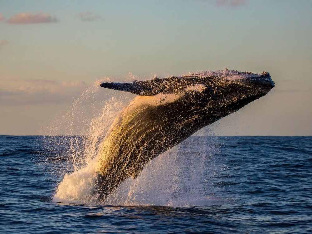 Whale watching near the La Colección Resorts
