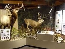 Deer statues exhibited near Evergreen Resort