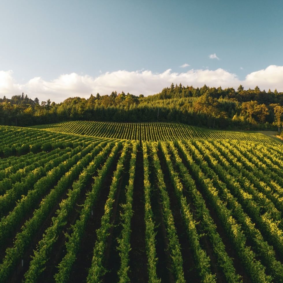 Sunbeams on a vineyard at Eisenberg near Falkensteiner Hotels