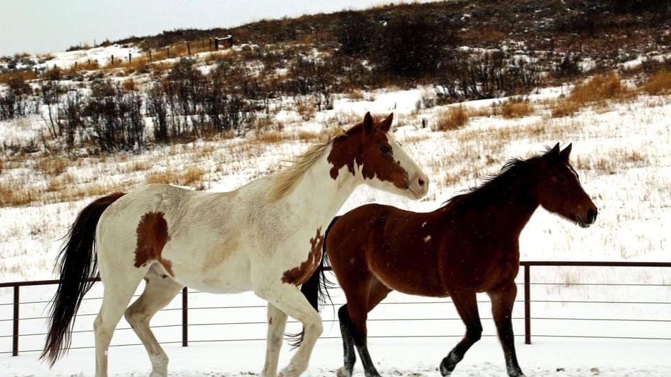 Horses walking on Saddleback Ranch near Legacy Vacation Resorts