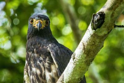 Pájaro en una rama