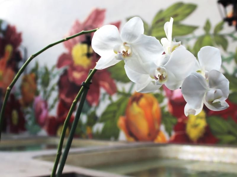Close-up on orchids in Misaya spa at FA Hacienda Galindo