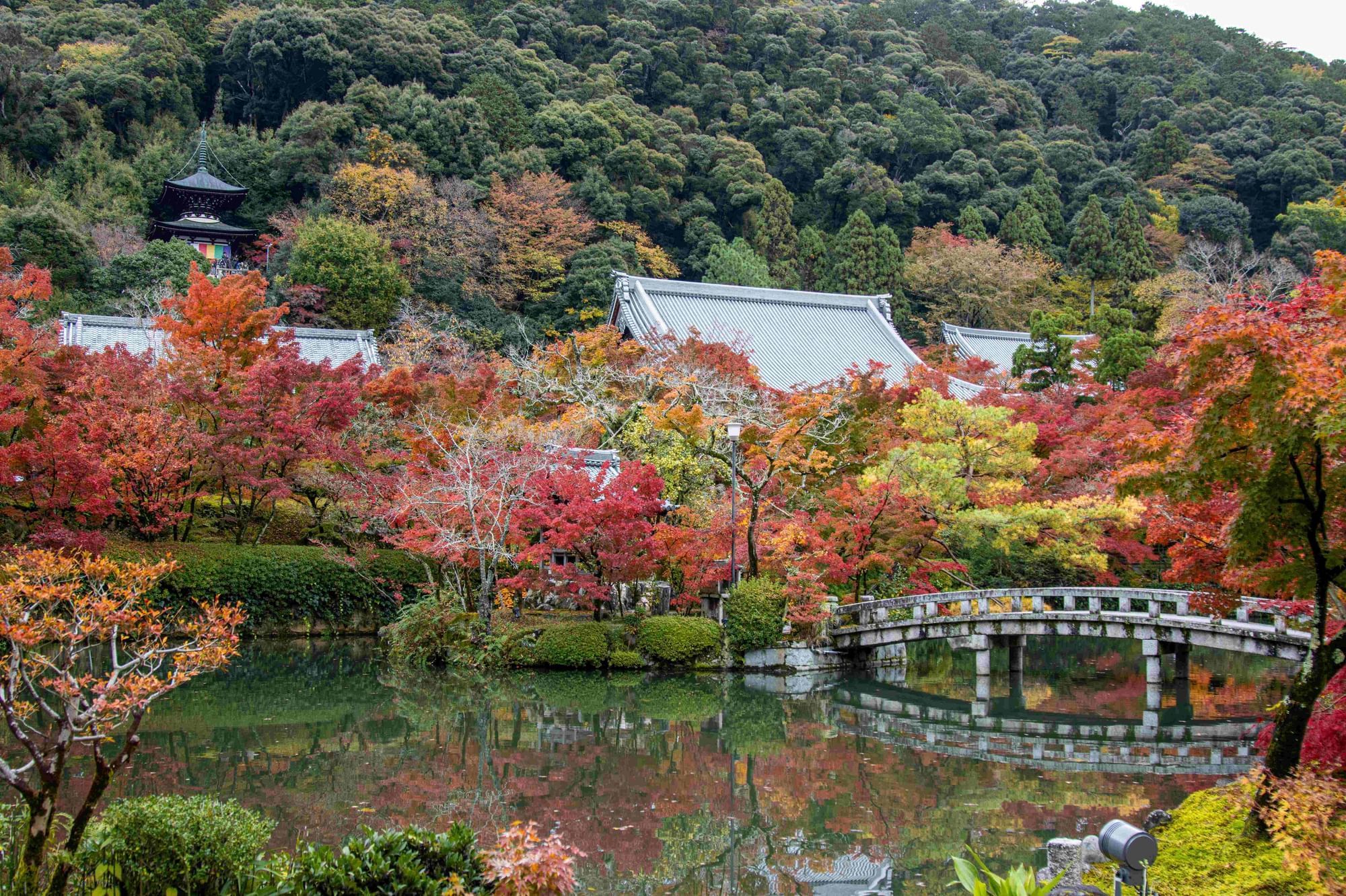 Seasonal Kyoto with red and golden maple leaves in autumn