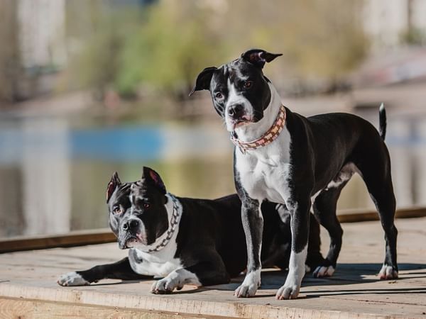 Two dogs on wooden deck.