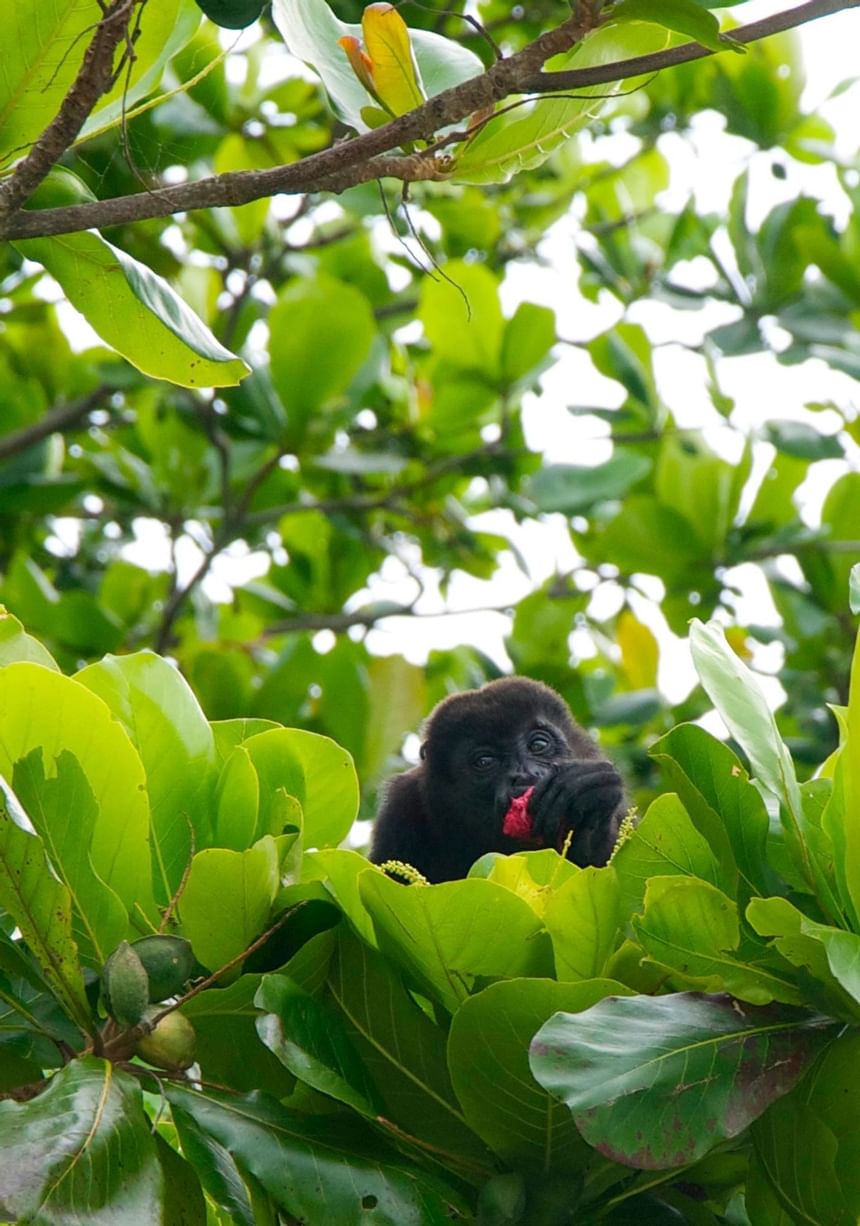 Un mono comiendo una fruta en el árbol cerca de Indura Resort