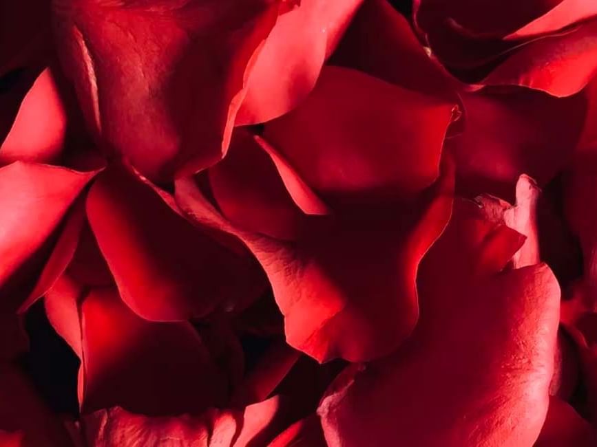 red roses petals