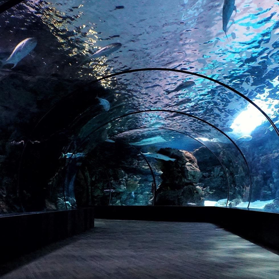 Aquarium tunnel of a aquarium near Falkensteiner Hotels