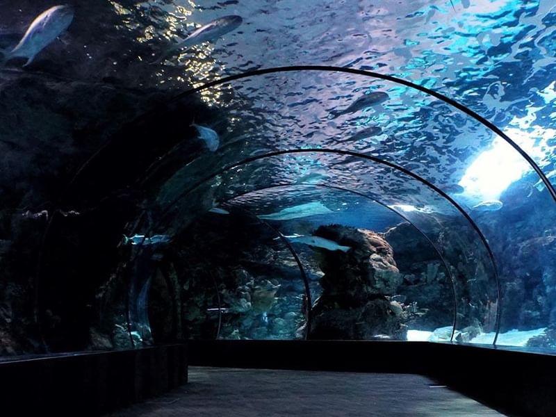 Aquarium tunnel of a aquarium near Falkensteiner Hotels