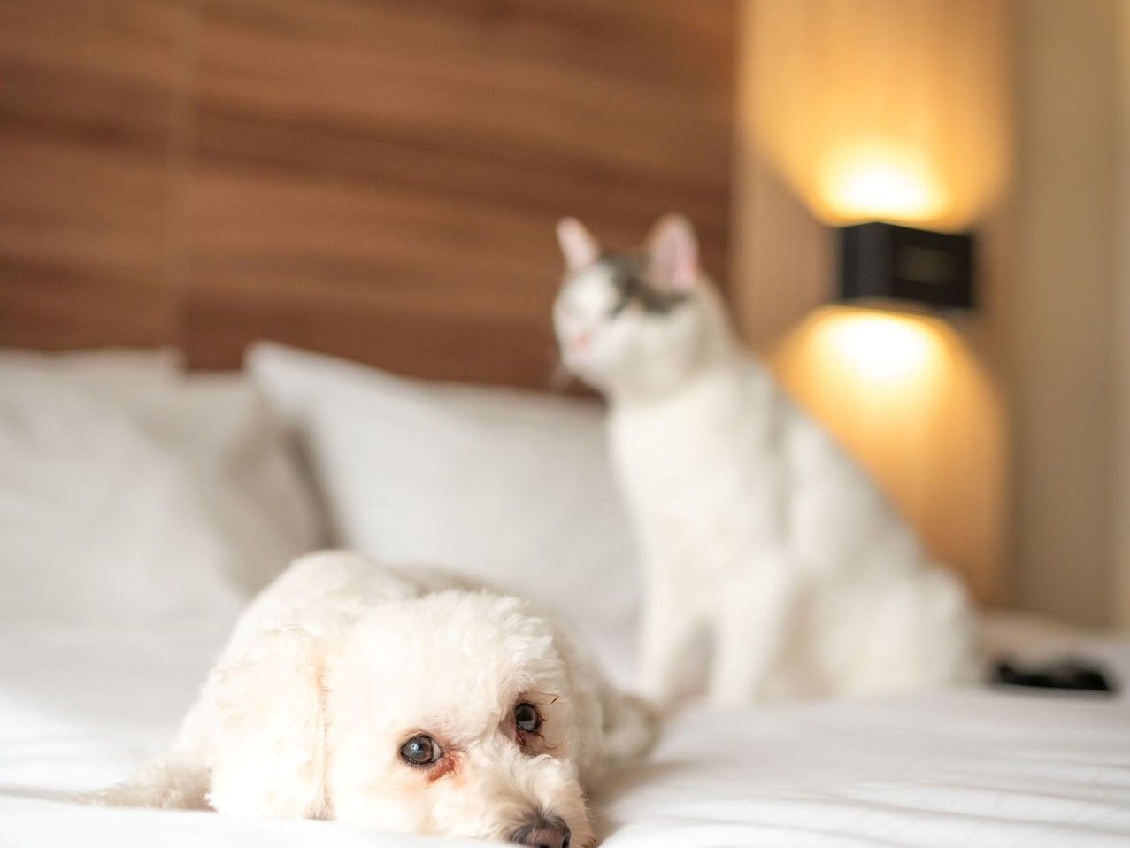 Un perro y un gato blancos en una cama del hotel HCC Costanera de Concepción.
