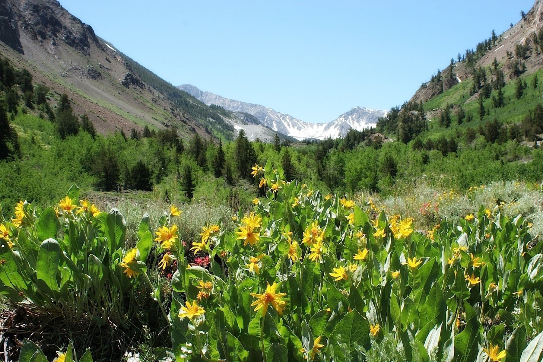 Summer Fall Things To Do In Mammoth Alpenhof Lodge Summer Fall Things To Do In Mammoth Alpenhof Lodge