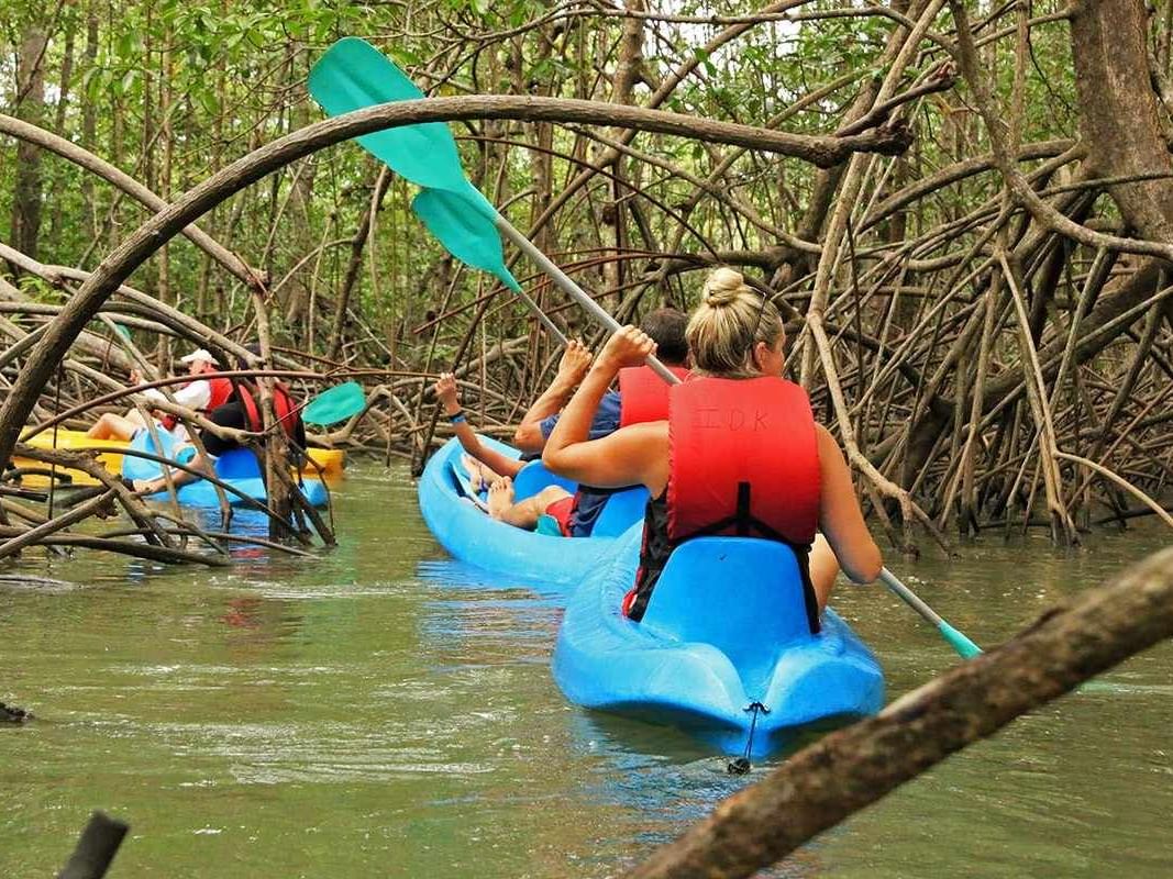 Grupo de personas practicando kayak por los manglares cerca de Los Altos Resort