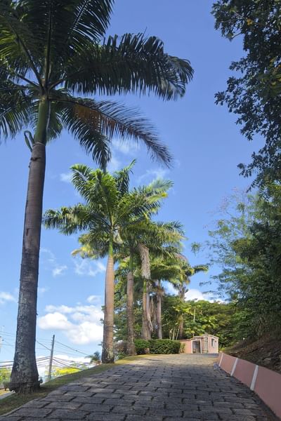 path through tropical palm trees