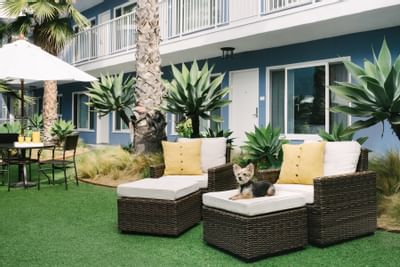 Grassy courtyard with plush seating and a small dog