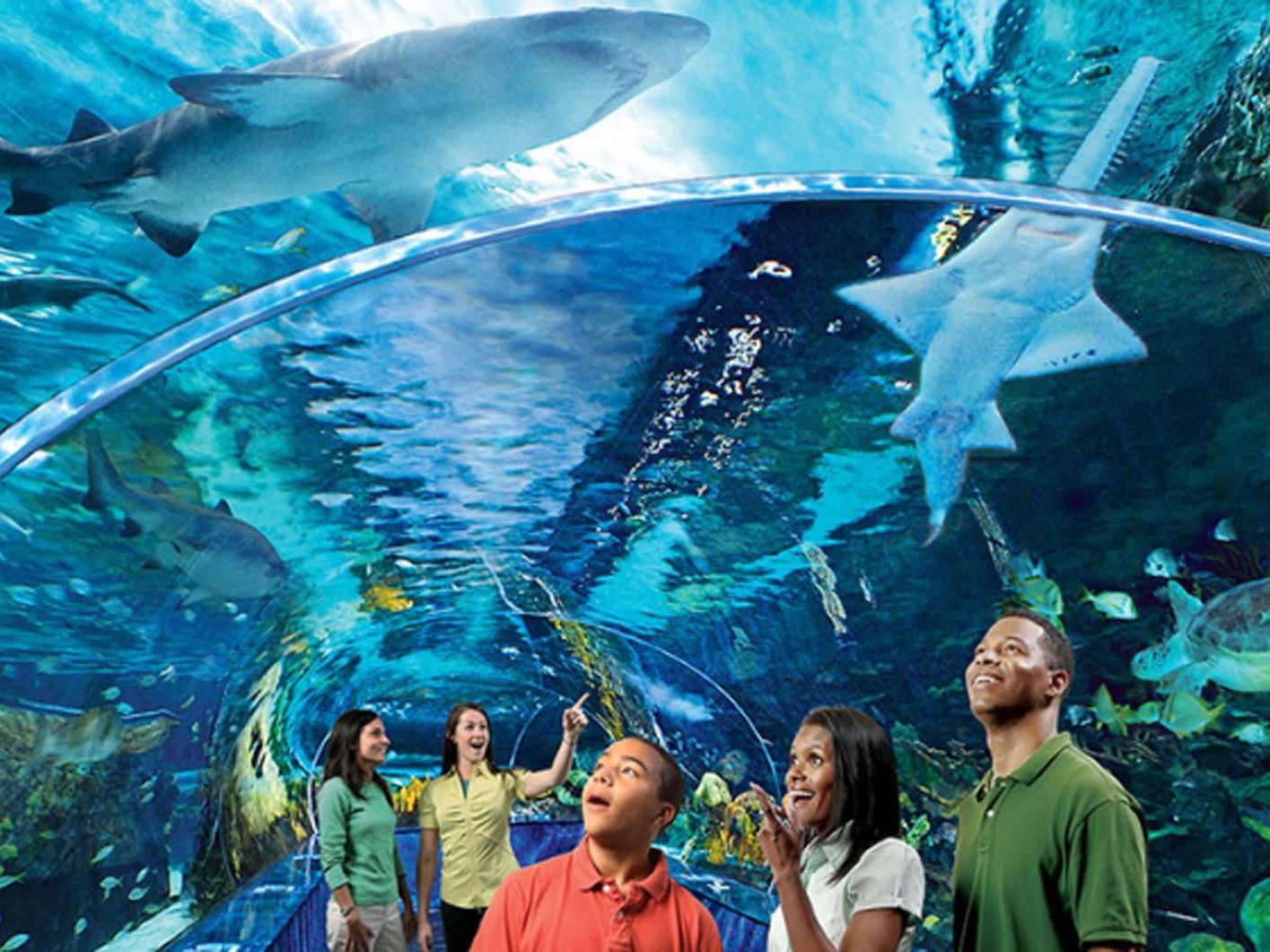 Visitors inside a tunnel at Ripley's Aquarium observing fish and sharks swimming overhead near Hotel X Toronto