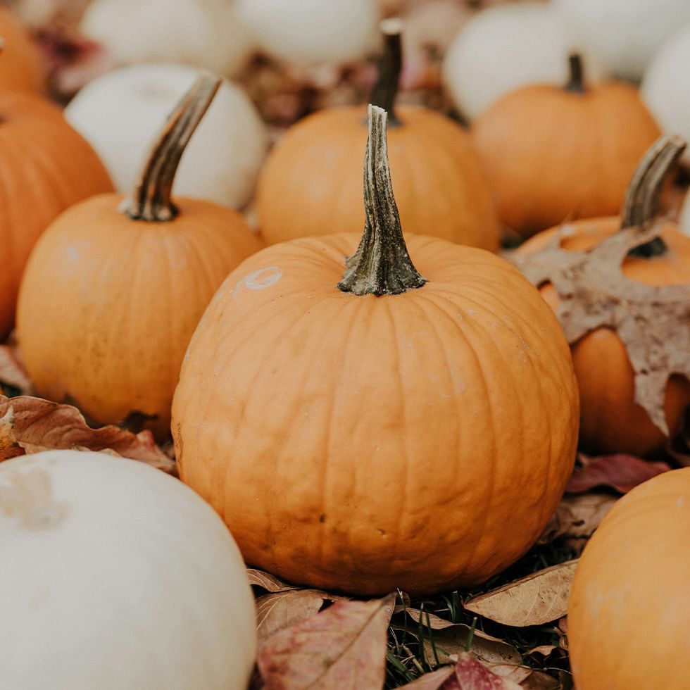 Group of orange and white pumpkins lying on dried leaves with one orange pumpkin in the foreground.