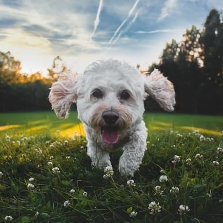 A puppy running through a green field