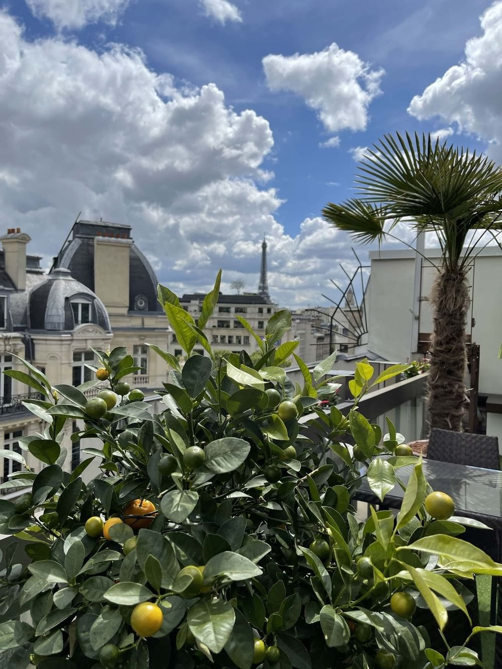 Potted citrus tree by a rooftop railing under a cloudy sky near the Eiffel Tower at Warwick Paris Champs Elysées