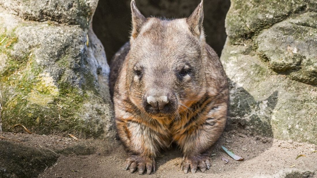 Wombat sitting by a rock cave entrance at Featherdale Sydney Wildlife Park.