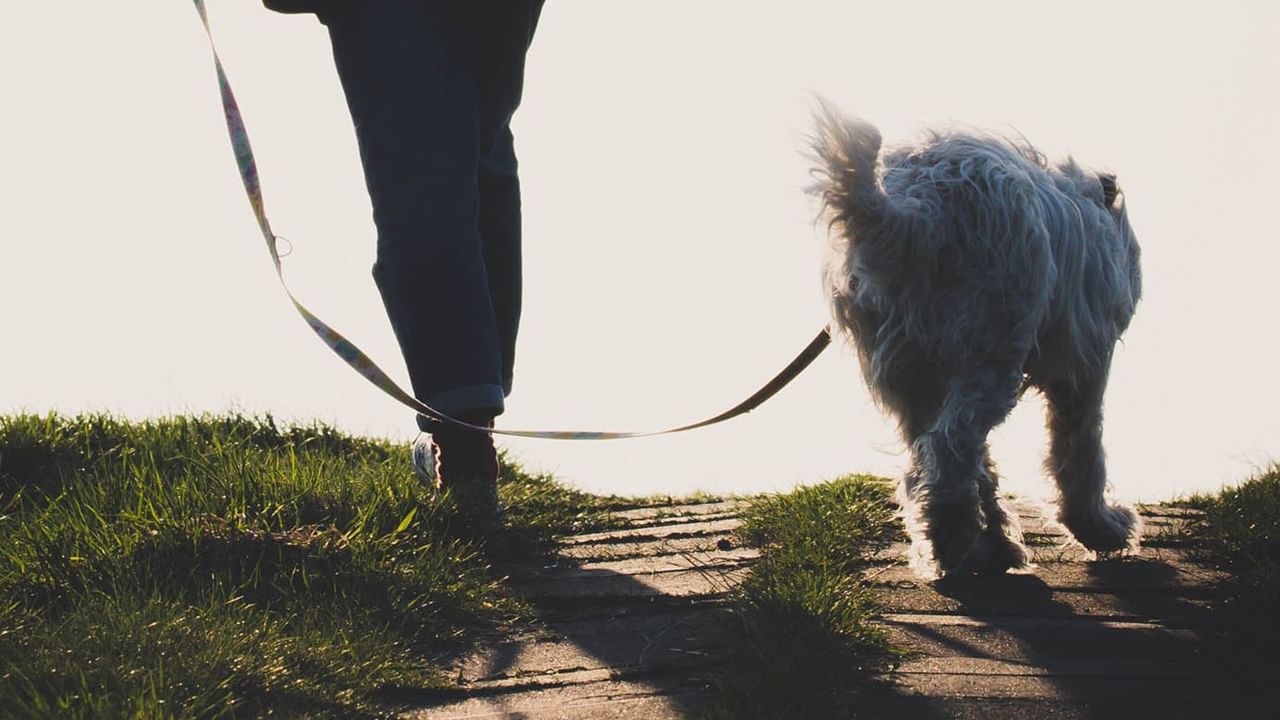 Owner walking their dog