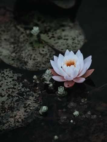 Beautiful lotus in the pond at the Sebel Residence Chatswood
