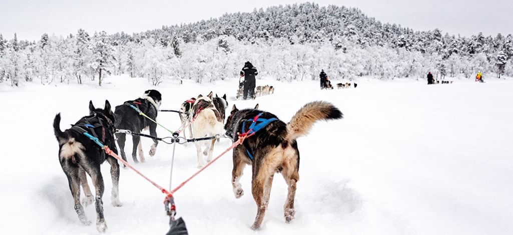 A dog sled with dogs pulling on the reins