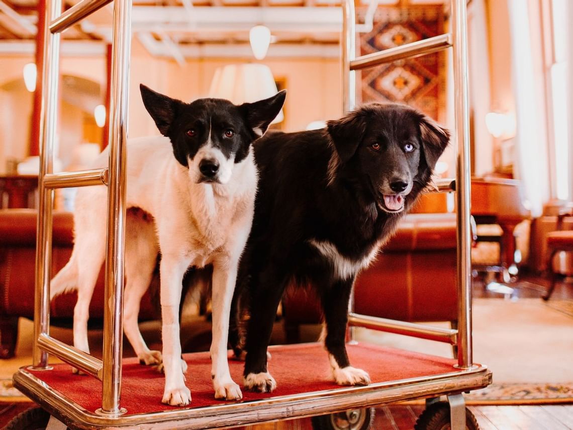 Top 5 DogFriendly Parks & Trails in Glenwood Springs, CO