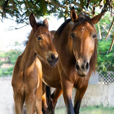 Two Luciano breed horses at Club Hemingway