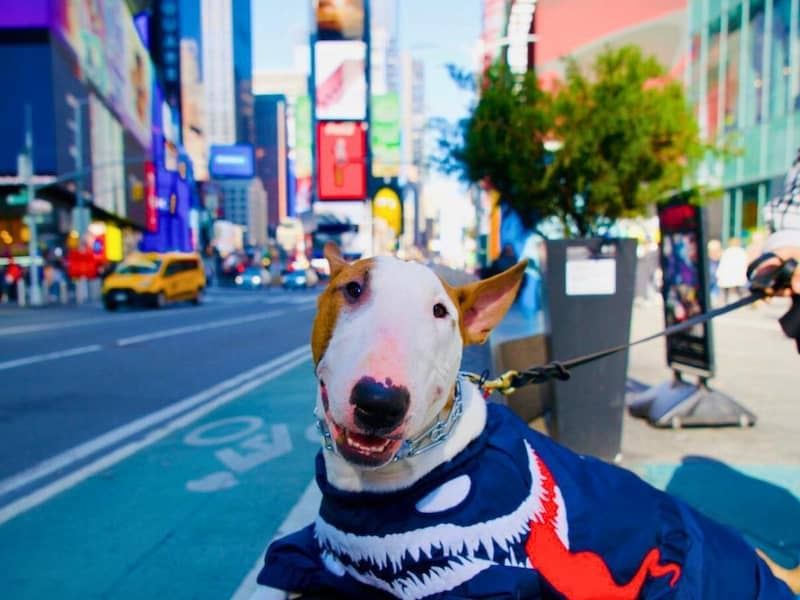 Cute Dogs in Times Square New York