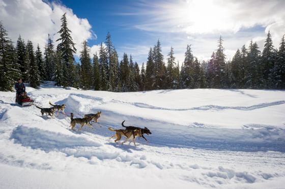 Dog sledding down a snowy slope surrounded by pine trees near Blackcomb Springs Suites