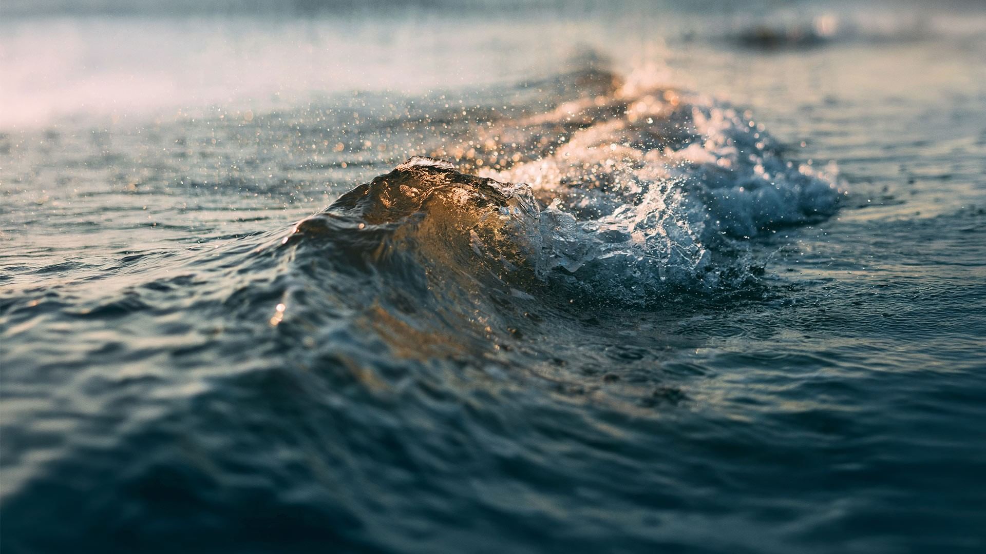 A wave with a golden crest and white foam breaking in the ocean.
