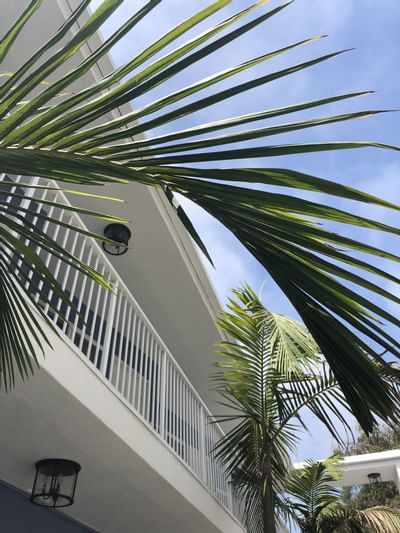 Photo of hotel balcony with palm trees
