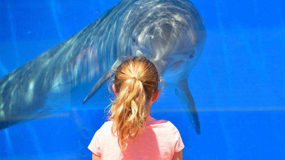 Marine Land Dolphin Adventure near Legacy Vacation Resorts