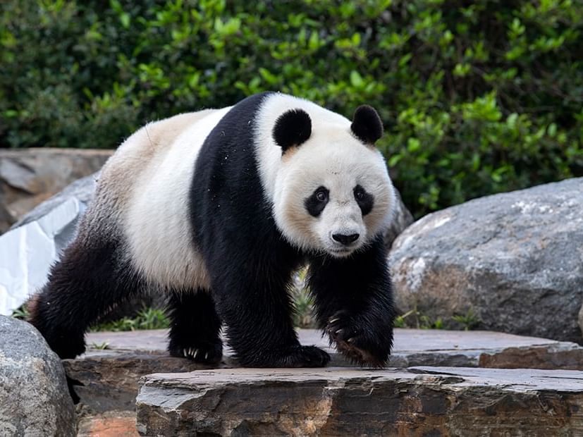 Giant Panda at Adelaide Zoo 