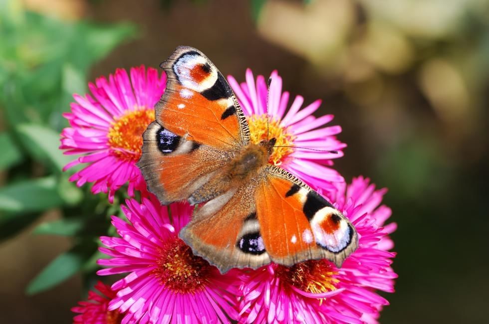 peacock butterfly on flower at gorse hill in surrey