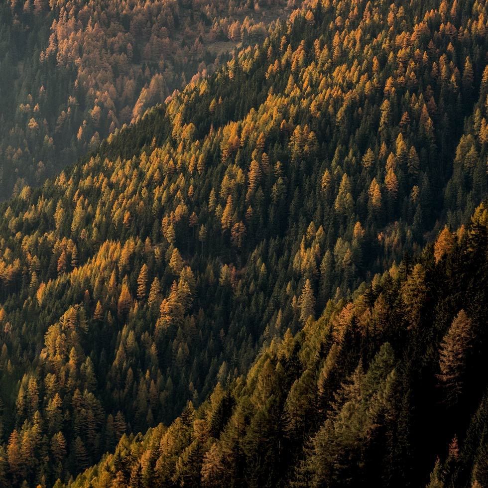 Aerial view of trees on a mountain near Falkensteiner Hotels