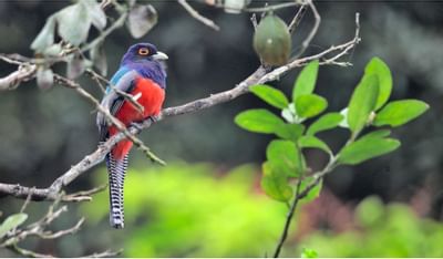 Avistamiento de Aves