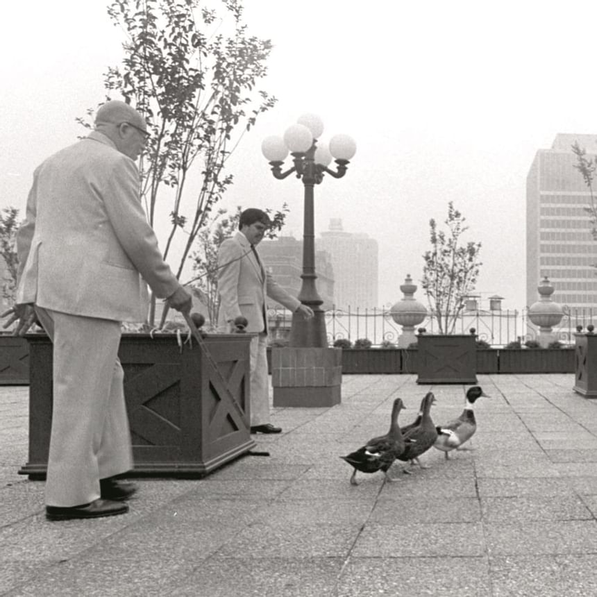 1981 image of Peabody Ducks at Peabody Hotels & Resorts