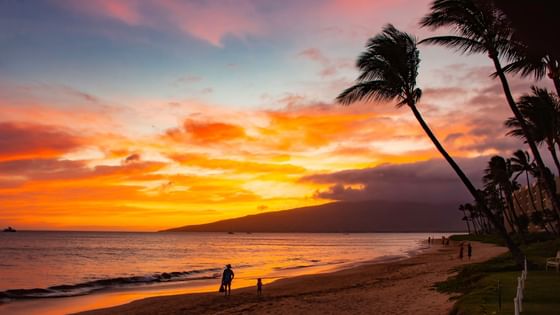 A breathtaking beach sunset with palm trees at Maui Coast Hotel