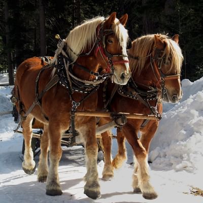 2 horses pulling a carriage on snowy road, Falkensteiner Hotels