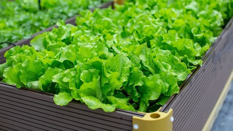 Close-up of lettuce in Farm By The Ocean at Fullerton Group