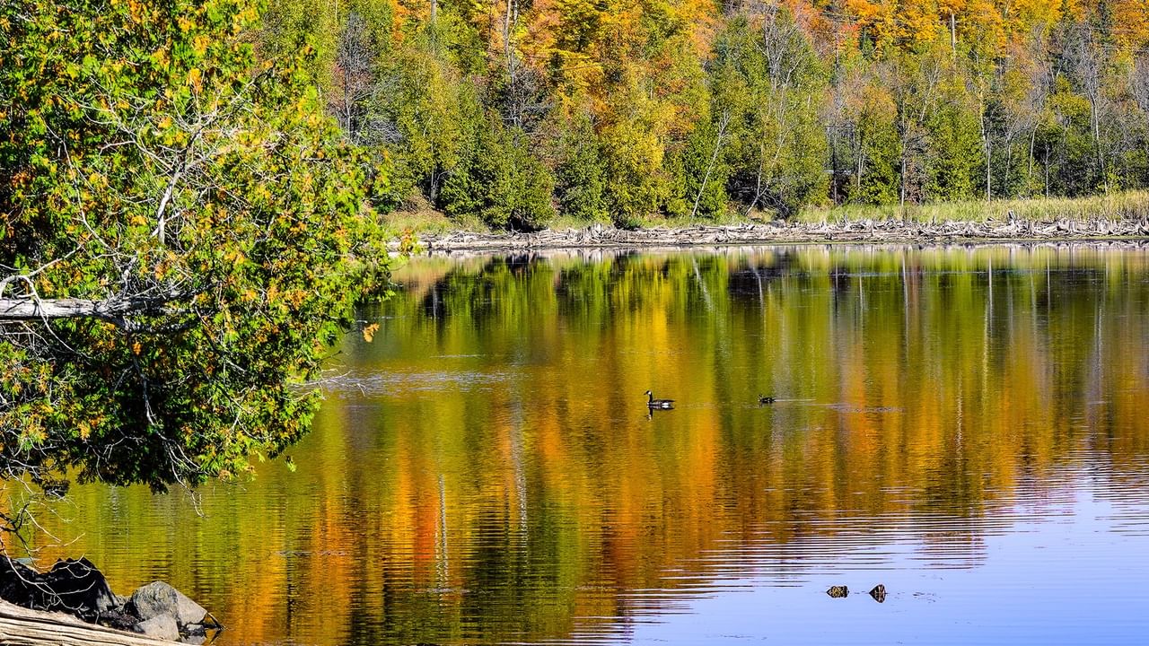 Ducks swimming in a serene lake surrounded by colorful autumn trees at Carson-Pegasus Provincial Park.