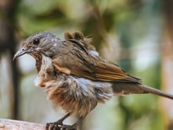 Bird with puffed wings, Wildlife Refuge near The Rockaway Hotel