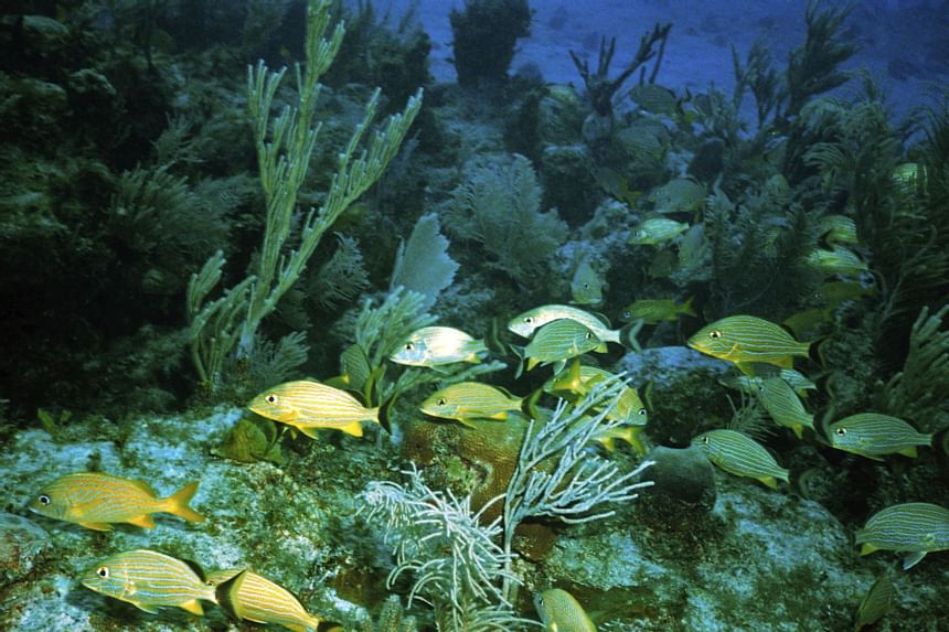 Colourful fish and corals in sea near Windsong Resort On The Reef