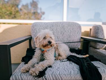 Poodle sitting on a chair & relaxing at SeaCrest Oceanfront Hotel Pismo Beach