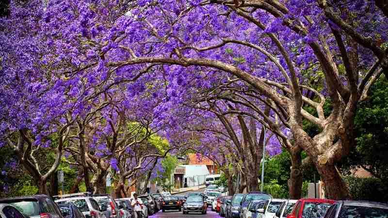 Purple Rain where to catch the best displays this jacaranda season