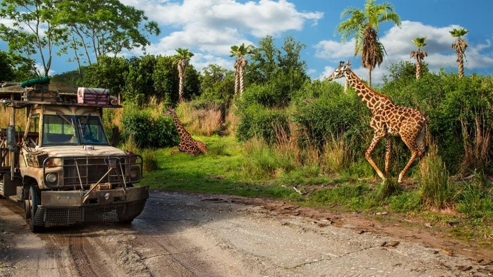 A large safari vehicle on a dirt path beside green shrubbery where one giraffe walks past and another lays in the grass.